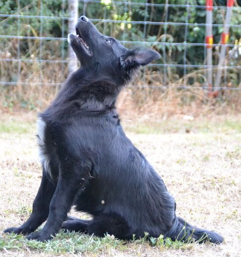 Lady antebellum Des compagnons du berger